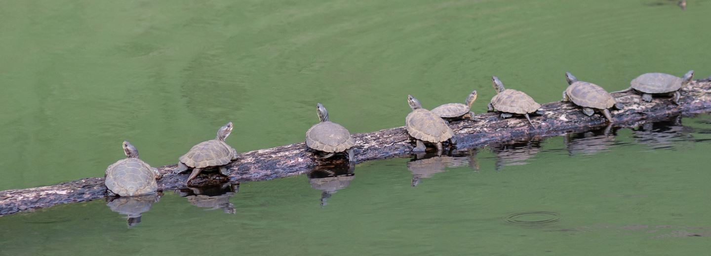 The Dalles Chronicle: Turtles' Slow Fight for Survival